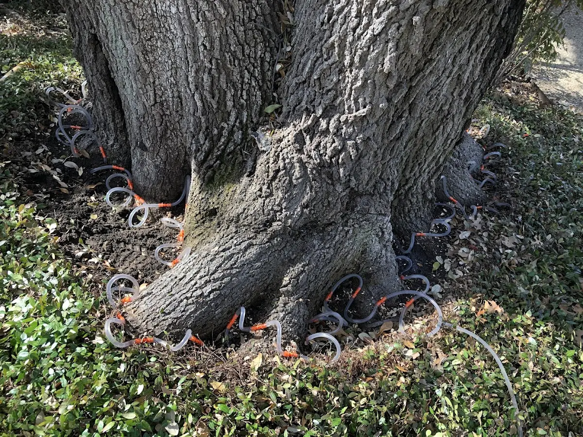 Detailed Tree Cabling and Bracing job site in Little Rock