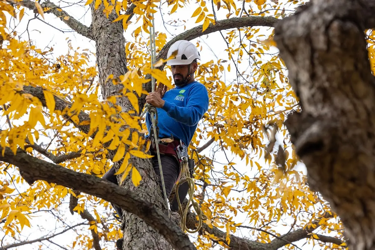 Skilled Tree Planing crew working in Little Rock
